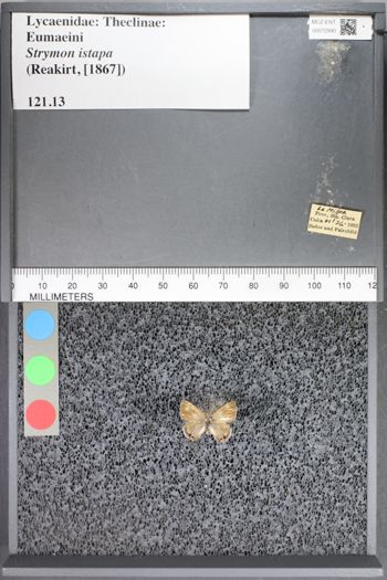 Media type: image;   Entomology 72990